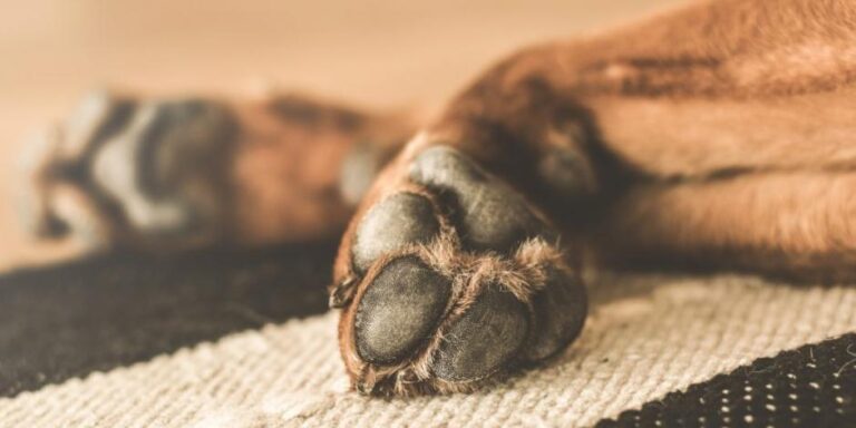 Buscan histórica condena por zoofilia en Yucatán