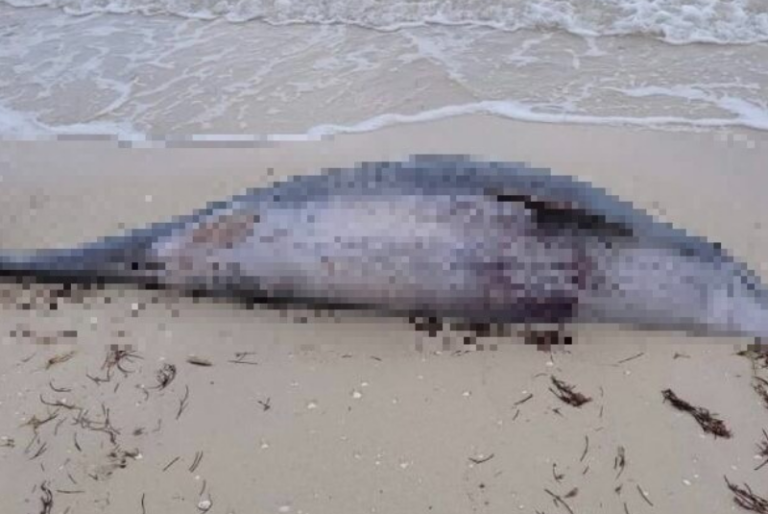Aparece delfín muerto en Chelem
