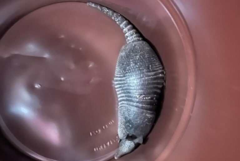 Protección Civil rescata a un armadillo herido en Umán