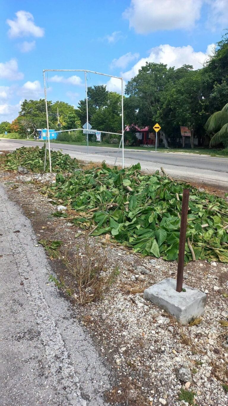 Indignación en Hunucmá por la poda extrema de almendros frente a plantel del COBAY
