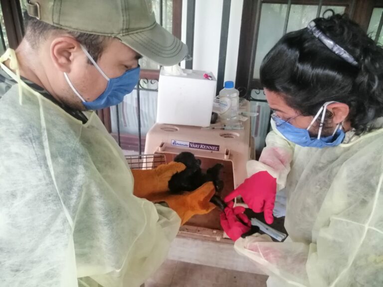 Increíble: Semarnat atiende vía remota la muerte masiva de primates 