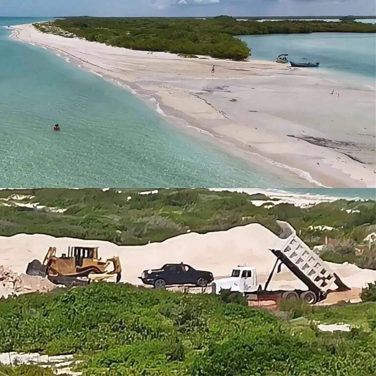 Alertan por posible impacto ambiental en las dunas costeras de Chuburná ante obras inmobiliarias