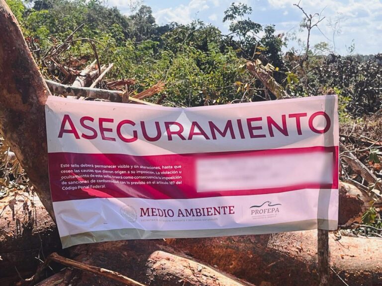 Devastación ambiental en Campeche: arrasan 52 hectáreas de selva y clausuran predio tras intervención federal