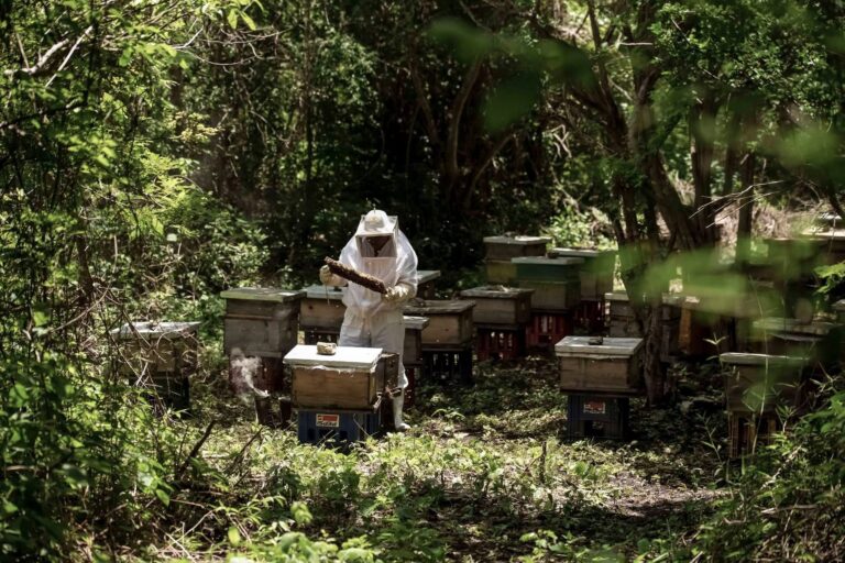 Abejas impulsan al campo mexicano: producción de miel alcanza cifra histórica en 2025