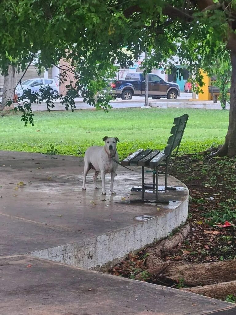 Crece preocupación en Francisco de Montejo tras hallar a perrita amarrada en parque