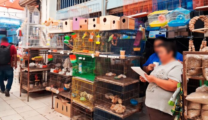 animales en el mercado lucas