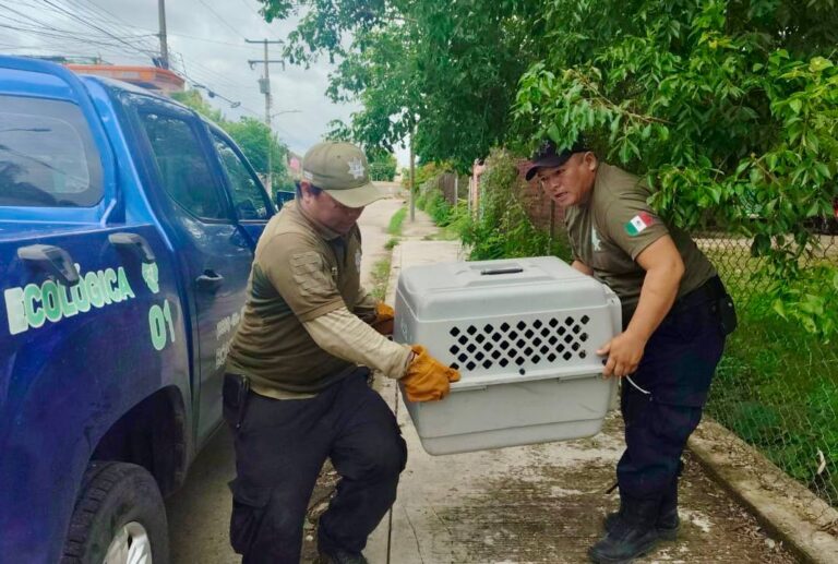 Rescatan en Kanasín a perrito lesionado; investigan presunto caso de maltrato animal