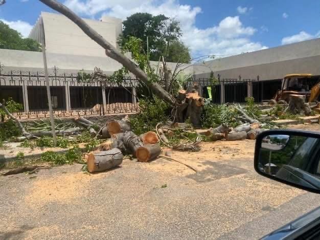 Vecinos cuestionan retiro de árboles en la Colonia México por proyecto comercial